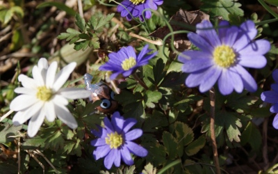 wind anemones