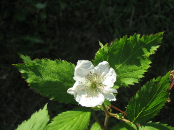 berry bushes