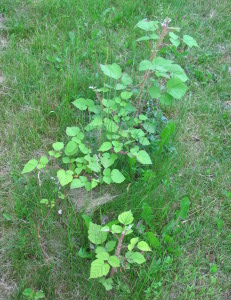 berry bushes