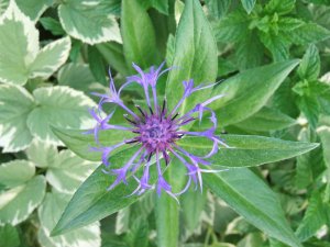 Centaurea in bloom