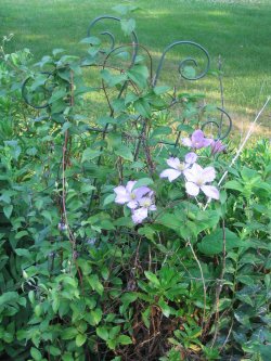 Clematis