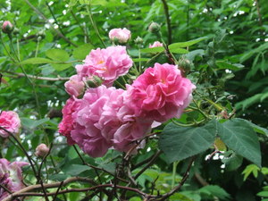 Climbing rose