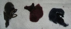 Dyed samples