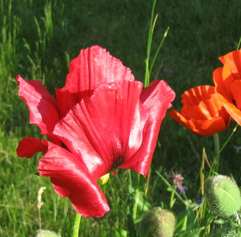 spring flowers