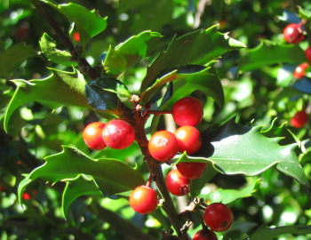 holly berries