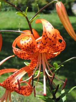 lily closeup