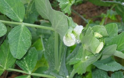 pea flowers