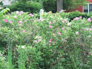 Rugosa roses