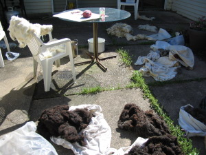 Wool sorting