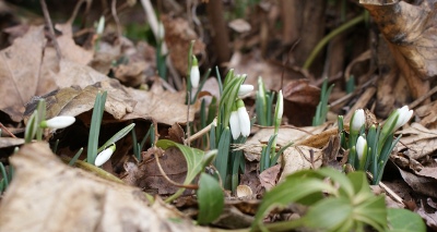 Snowdrops