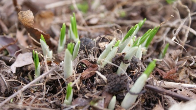 Sedum