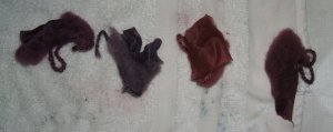 Dyed samples