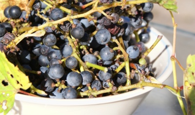 bowl of wild grapes