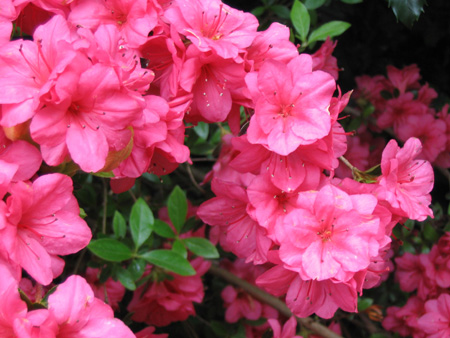 azaleas