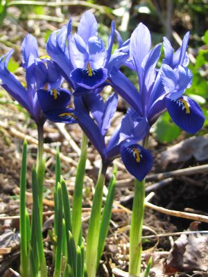 dwarf iris