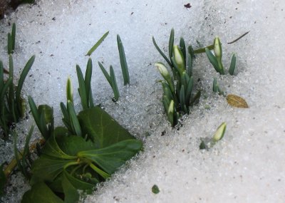 snowdrops