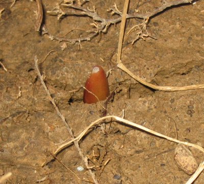 tiny tulip