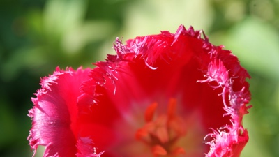 Red fringed tulip