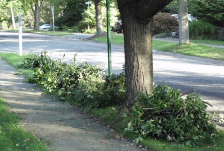 pruning results