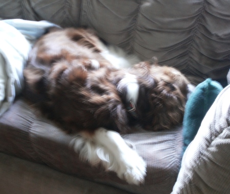 Spaniel-sitting