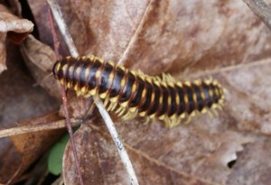 millipede Apheloria virginiensis