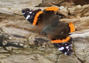 Red Admiral