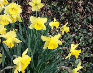 daffodils