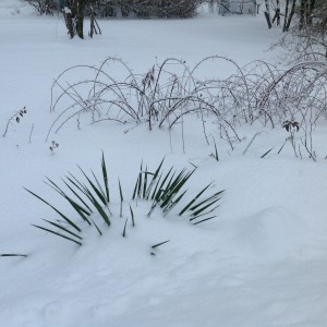 snow on plants