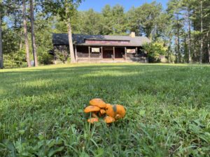 Cluster of vivid orange mushrooms on a lawn leading up to a rustic lodge with banners reading “Bill Russell Mushroom Foray.”